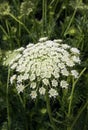 Flower of biennial herbaceous plant wild carrot Royalty Free Stock Photo