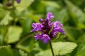 Flower of a big betony, Betonica macrantha