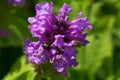 Flower of a big betony, Betonica macrantha