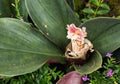 Flower with big leaves from high angle