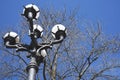 flower on the big tree in spring of season change tiem with blue sky with decorate electric pole in the garden Royalty Free Stock Photo