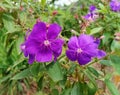 Flower, binara, perple, color, green, white, nature