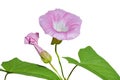 Flower of bindweed 1
