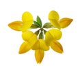 Flower of Bird`s-Foot Trefoil Lotus Corniculatus isolated on white background Royalty Free Stock Photo