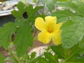 Flower of Bittermelon vegetable Royalty Free Stock Photo