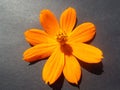 Flower in black background