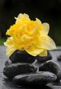 Flower on black pebbles Royalty Free Stock Photo