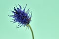 Flower of the black rampion Phyteuma nigrum , a plant in the Alps in Europe