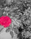 Flower ,black and white,colour splash images, beautiful picture