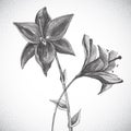 Flower. Black and white Dotwork