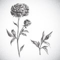 Flower. Black and white Dotwork