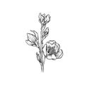 Flower, black and white hand drawn floral design element vector Illustration Royalty Free Stock Photo