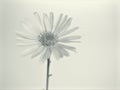 Flower in black and white image, common daisy flower plants and blurred background ,macro and old vintage style photo