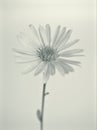 Flower in black and white image, common daisy flower plants and blurred background ,macro and old vintage style photo Royalty Free Stock Photo