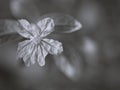 Flower in black and white image ,false heather, hawaiian heather elfin herb with soft focus and blurred background ,macro image