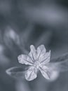 Flower in black and white image ,false heather, hawaiian heather elfin herb with soft focus and blurred background ,macro image