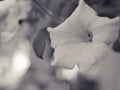 Flower In Black And White Image, Petunia Flower Plants And Blurred Background ,macro And Old Vintage Style Photo For Card Design