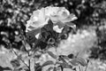 Flower in black and white 3 Royalty Free Stock Photo