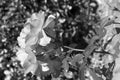 Flower in black and white 6 Royalty Free Stock Photo