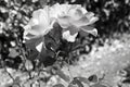 Flower in black and white 5 Royalty Free Stock Photo