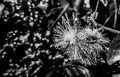 Flower in blackandwhite Royalty Free Stock Photo