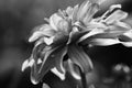 Flower in blackandwhite Royalty Free Stock Photo