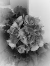 Flower, blackandwhite, gray