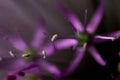 Flower bloom allium violet abstract macro