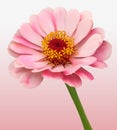 Flower Bloom Background