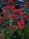 Kalanchoe redflower green Ã Â¸ÂÃ Â¸Â¸Ã Â¸Â«Ã Â¸Â¥Ã Â¸Â²Ã Â¸Å¡Ã Â¸Â«Ã Â¸Â´Ã Â¸â¢