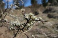 Flowers on the tree on the land.