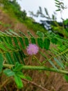 A flower in bloom on a giant sleeping pine tree Royalty Free Stock Photo