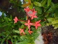 Flower bloom green leaves afterrain Royalty Free Stock Photo