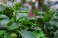 Flower bloom and green plant in a public park, close up