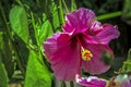 Flower bloom. hawaiian hibiscus.