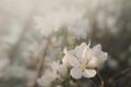 Flower in bloom in spring