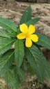 flower blooming above ground with close camera focus