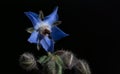 A flower of blooming borage grows against a dark background Royalty Free Stock Photo