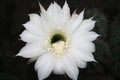 Flower blooming from the cactus.