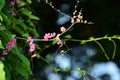 Flower blooming in garden with sunshine Royalty Free Stock Photo