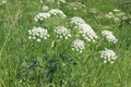 Flower: Blooming Hemlock