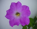 Flower blooming petunia isolated on white background Royalty Free Stock Photo