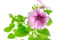 Flower blooming petunia Royalty Free Stock Photo