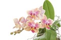 Flower of blooming phalaenopsis orchid Royalty Free Stock Photo