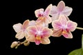 Flower of blooming phalaenopsis orchid Royalty Free Stock Photo