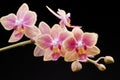 Flower of blooming phalaenopsis orchid Royalty Free Stock Photo