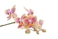 Flower of blooming phalaenopsis orchid