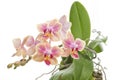 Flower of blooming phalaenopsis orchid Royalty Free Stock Photo