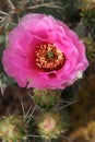 Flower Blooming Pink Cactus Royalty Free Stock Photo