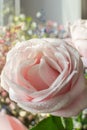 the flower of a blooming pink rose with dew drops in the sunlight Royalty Free Stock Photo